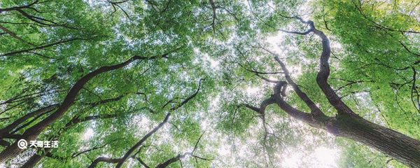 为什么树干都是圆的 树干为什么都是圆的