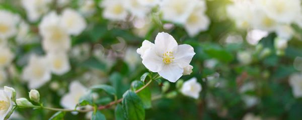 茉莉花喜欢阳光还是阴凉 茉莉花的花语
