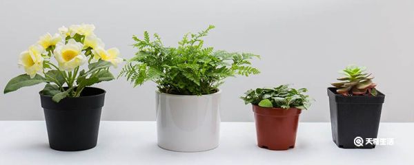 为什么花盆底部要开一个孔 花盆底部要开一个孔的原因