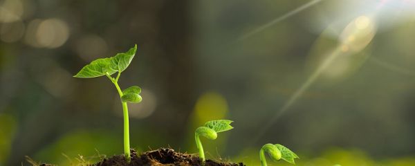 金不换植物养殖方法你了解多少 金不换植物养殖方法你知道多少个