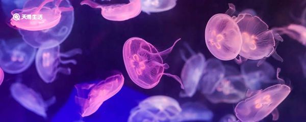 为什么水母可以发光 水母为什么可以发光
