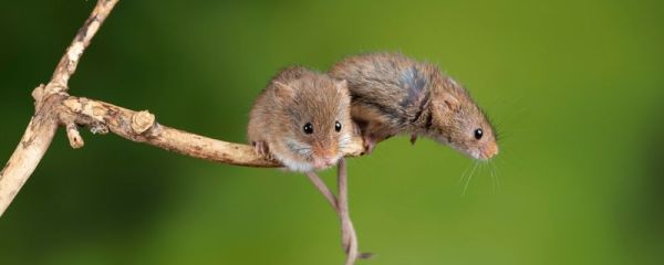 杀声四起是什么生肖 生肖鼠人特点