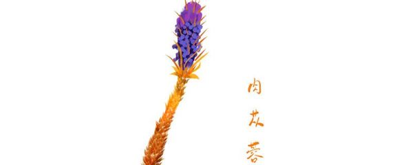 为什么称肉苁蓉为沙漠人参 肉苁蓉为什么称为沙漠人参