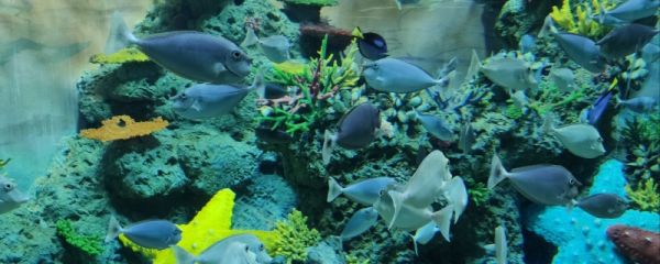 湄公鱼属于海鲜类吗 食用湄公鱼的注意事项
