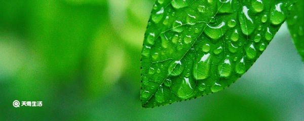 为什么叶子上有叶脉 叶子上有叶脉原因