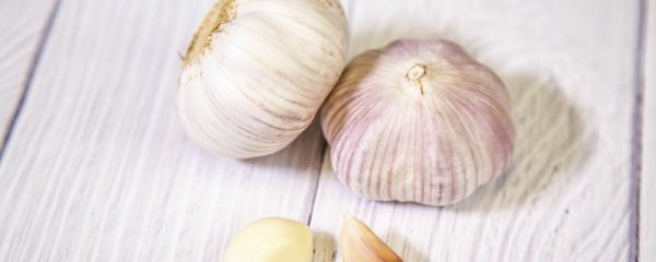 夏天如何自制灭蚊神器 夏天被蚊子叮咬后怎么办