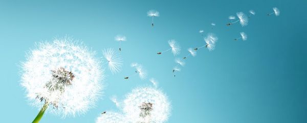 蒲公英在什么季节开放 蒲公英开花的季节