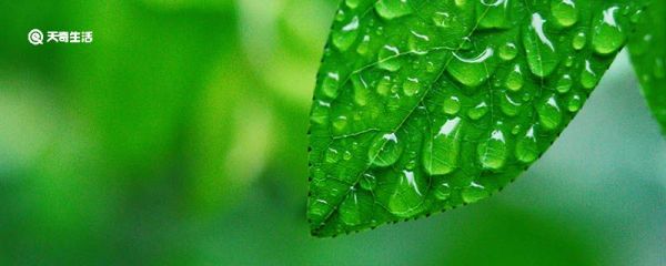 为什么早晨有露水一般是晴天 早晨有露水为什么一般是晴天