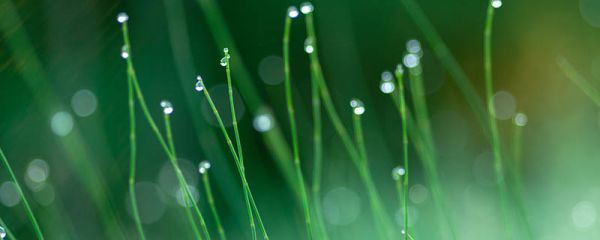 白露节气的风俗活动 白露三候是什么