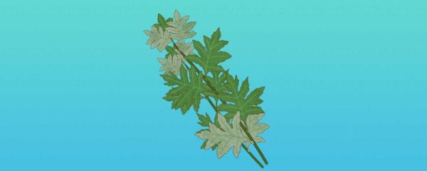 端午艾草放家里还是门外 端午节什么时间挂艾草