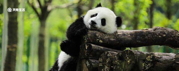 大熊猫名字由来 大熊猫名字的由来