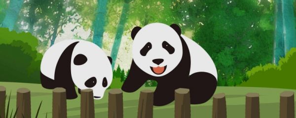 大熊猫智商相当于人类几岁 有何特点