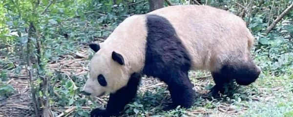 熊猫丫丫为什么去美国 现在怎样了