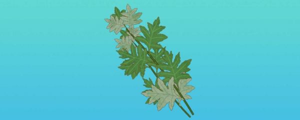 过端午挂艾草怎么挂 艾草挂门上的讲究