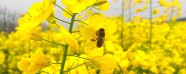 油菜花什么季节开放