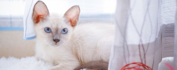 小猫的特点 小猫喜欢吃什么