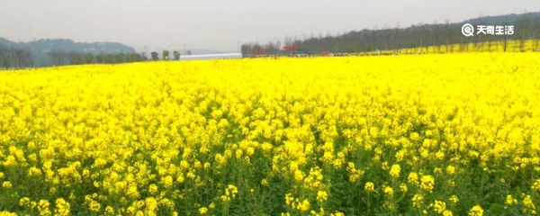 青海油菜花海是哪个县 青海油菜花海是属于哪个县