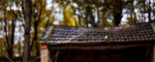 蜘蛛织网为什么又拆网 蜘蛛把网拆了重织的原因是什么