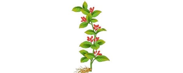 茱萸是什么植物 茱萸属于什么植物