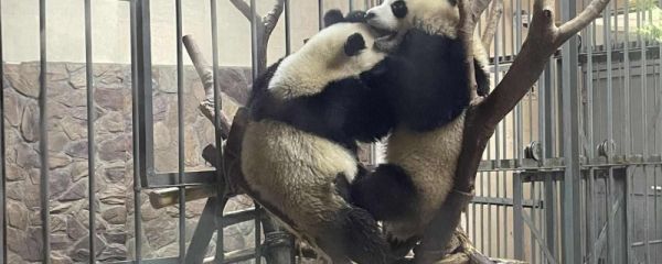 近期大熊猫为什么扎堆返回中国 丫丫回国后归哪个动物园