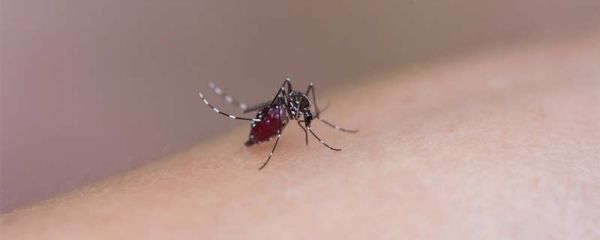 公蚊子吸血还是母蚊子吸血? 杀灭蚊子的方法