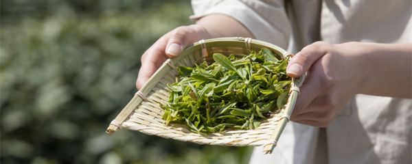 西湖龙井产地在哪里 西湖龙井茶的产地是哪个地方