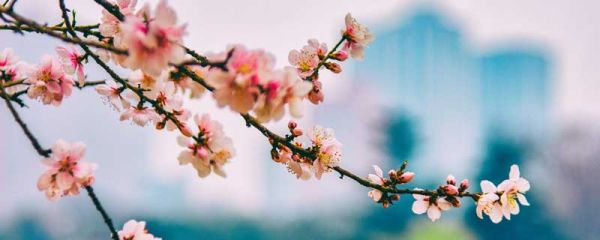 桃花美称 桃花别称