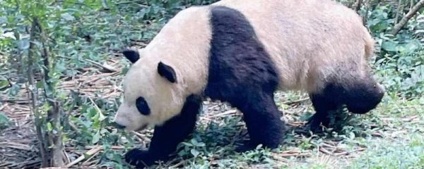 熊猫丫丫在美国多少年了 丫丫怎么了