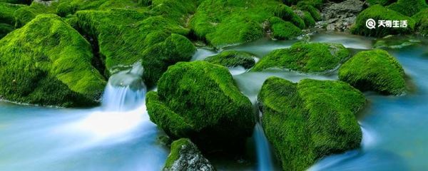 水泥地上的青苔怎么清除 怎么清除水泥地上的青苔