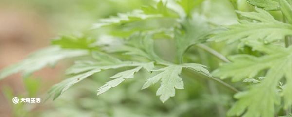 端午节为何要挂艾草 端午节挂艾草的由来