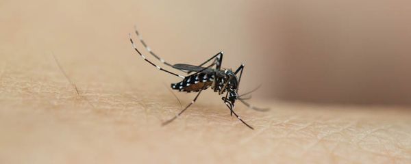 清凉油驱蚊子吗 清凉油能驱蚊子吗