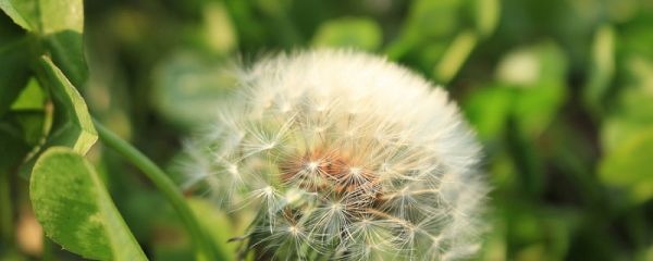 植物传播种子的方法 植物传播种子有哪些方法