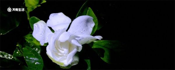 栀子花怎么才能养好 栀子花怎么才能养的好