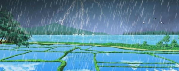 谷雨茶对身体好吗 有什么功效