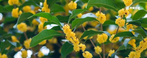 中秋节赏桂花的寓意 中秋节赏桂花的寓意是什么