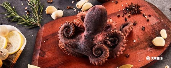 章鱼是外星生物吗 章鱼是什么