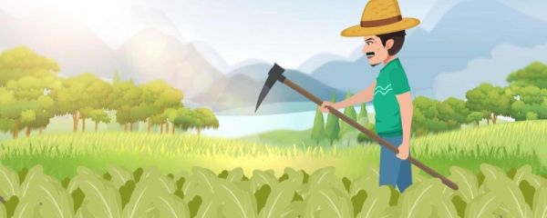 白露有哪些菜可以种 白露节气的习俗活动