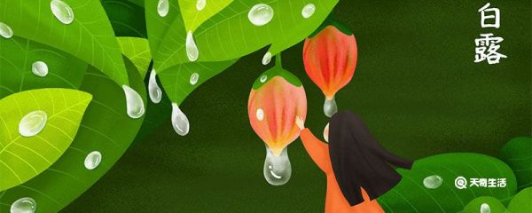 白露前后北方可以种什么菜 白露前后北方种什么菜