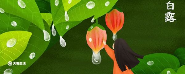 白露节气收什么农作物 白露节气收什么农作物