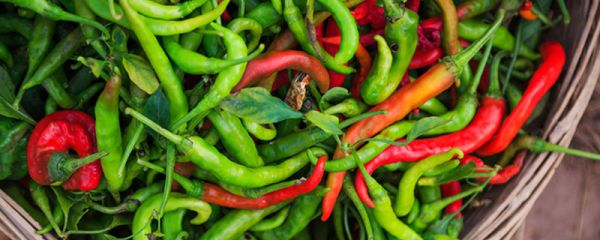 如何缓解辣椒辣手的疼痛 辣椒什么时候传入中国