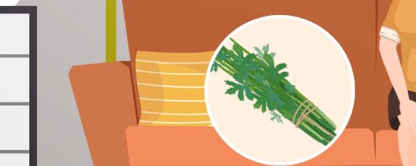 端午过后还能割艾草吗 艾草有哪些价值