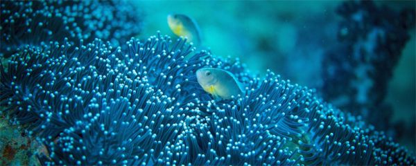 海柳是什么 海柳是什么东西