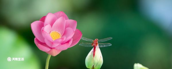 蜻蜓是人类的什么 蜻蜓是什么