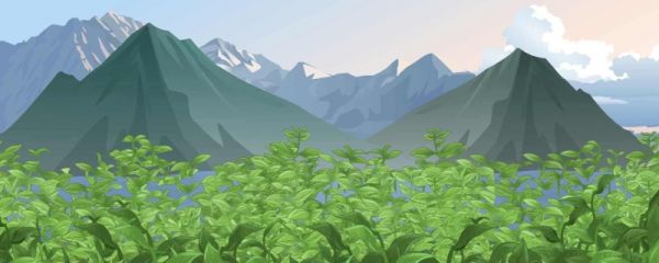 清明喝什么茶养生 有何好处