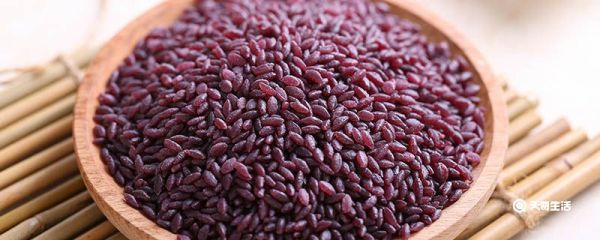 紫米不泡可以直接煮吗 紫米可以不泡直接煮吗