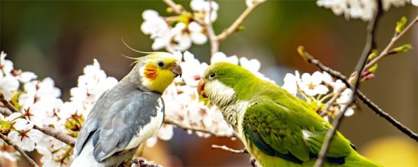 鹦鹉吃什么食物 鹦鹉的生活习性