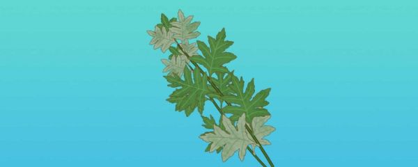 端午挂艾草挂在哪 端午挂艾草有讲究吗