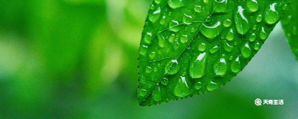 体芽菜指什么 体芽菜是什么