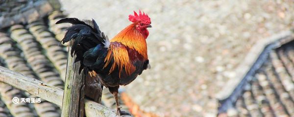 公鸡一般什么时候打鸣 公鸡什么时候打鸣