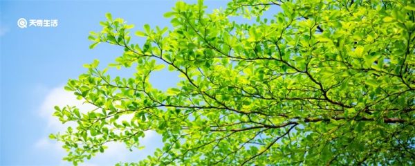 大暑要注意些什么 大暑节气的含义是什么